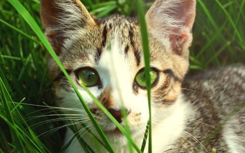Are Cats Evil in the Bible 9 Theological Perspectives