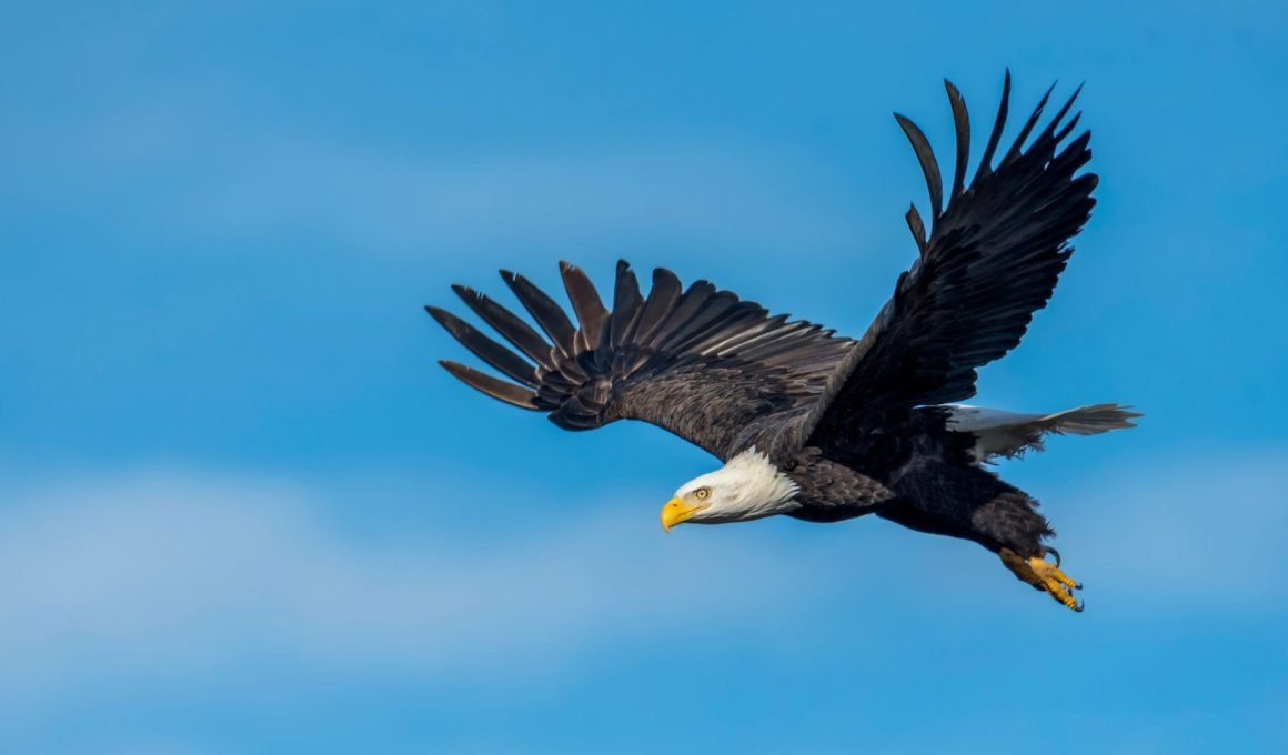 Characteristics of an Eagle in the Bible 11 Symbolic Meanings