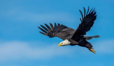 Characteristics of an Eagle in the Bible 11 Symbolic Meanings