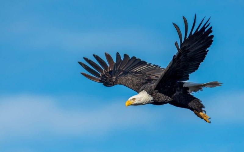 Characteristics of an Eagle in the Bible 11 Symbolic Meanings