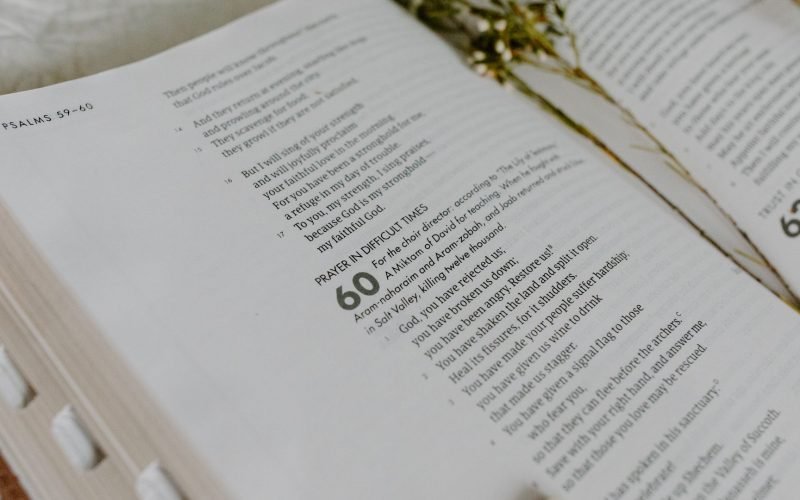 Olive Tree In The Bible
