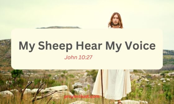 My Sheep Hear My Voice