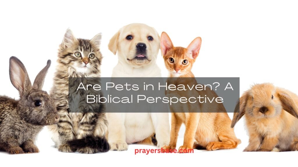 Are Pets in Heaven? A Biblical Perspective