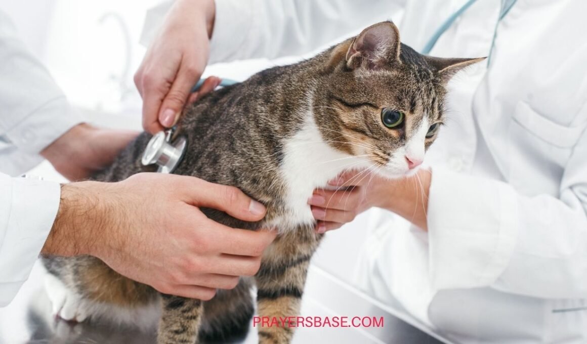 Prayers for a Sick or Lost Cat