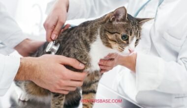 Prayers for a Sick or Lost Cat