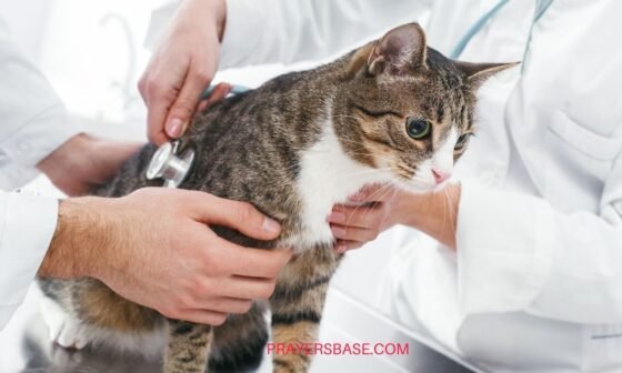 Prayers for a Sick or Lost Cat