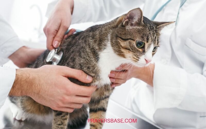 Prayers for a Sick or Lost Cat