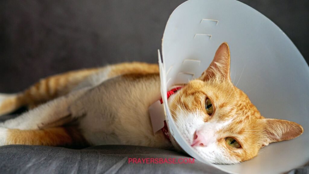 Prayers for a Sick or Lost Cat